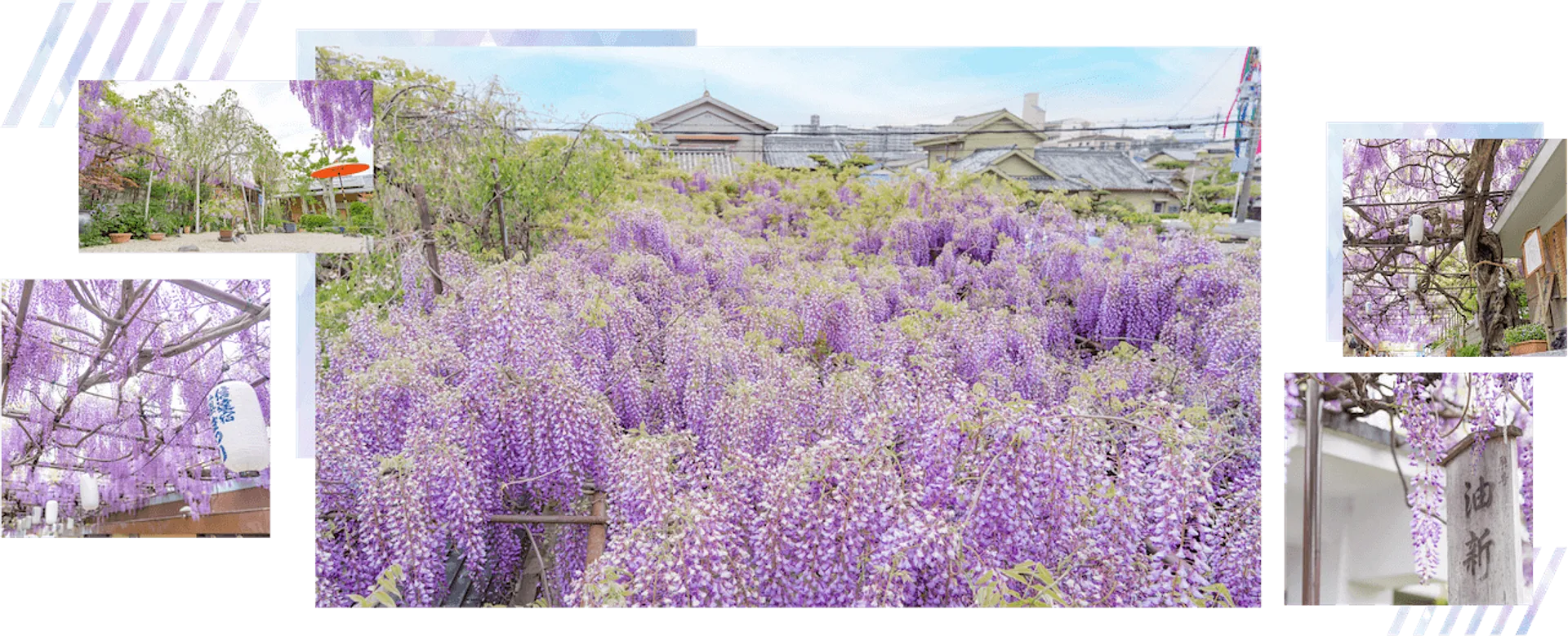 熊野街道信達宿の野田藤