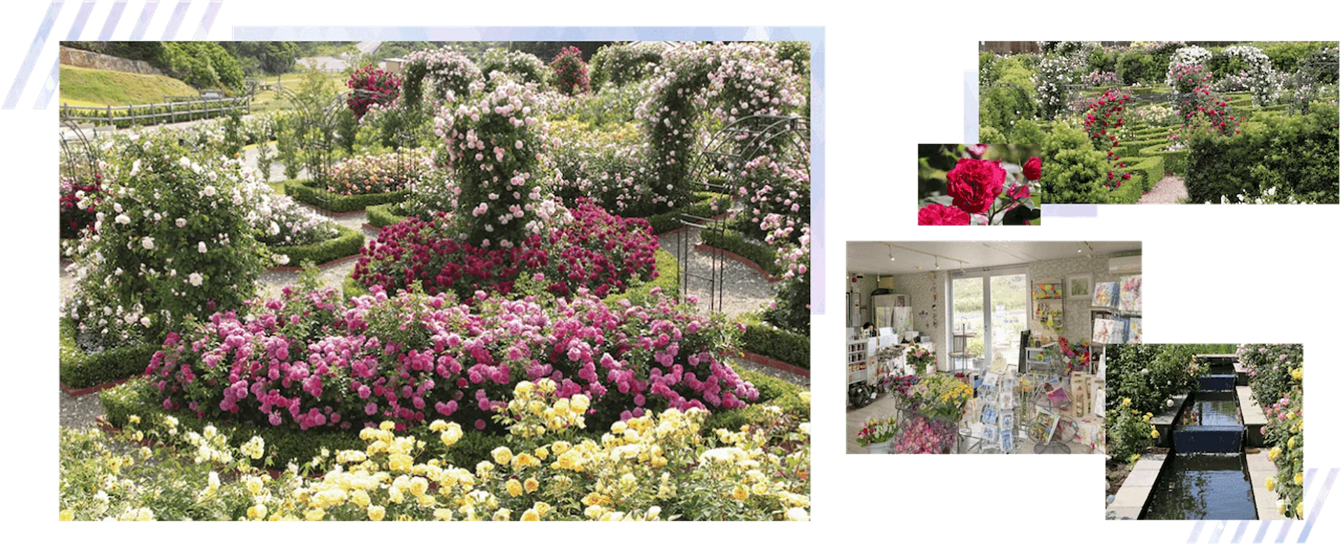 デビッド・オースチン・イングリッシュローズ・ガーデン