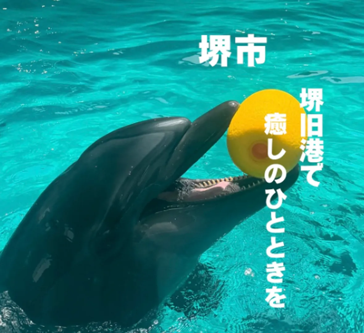 ノアドルフィンドーム