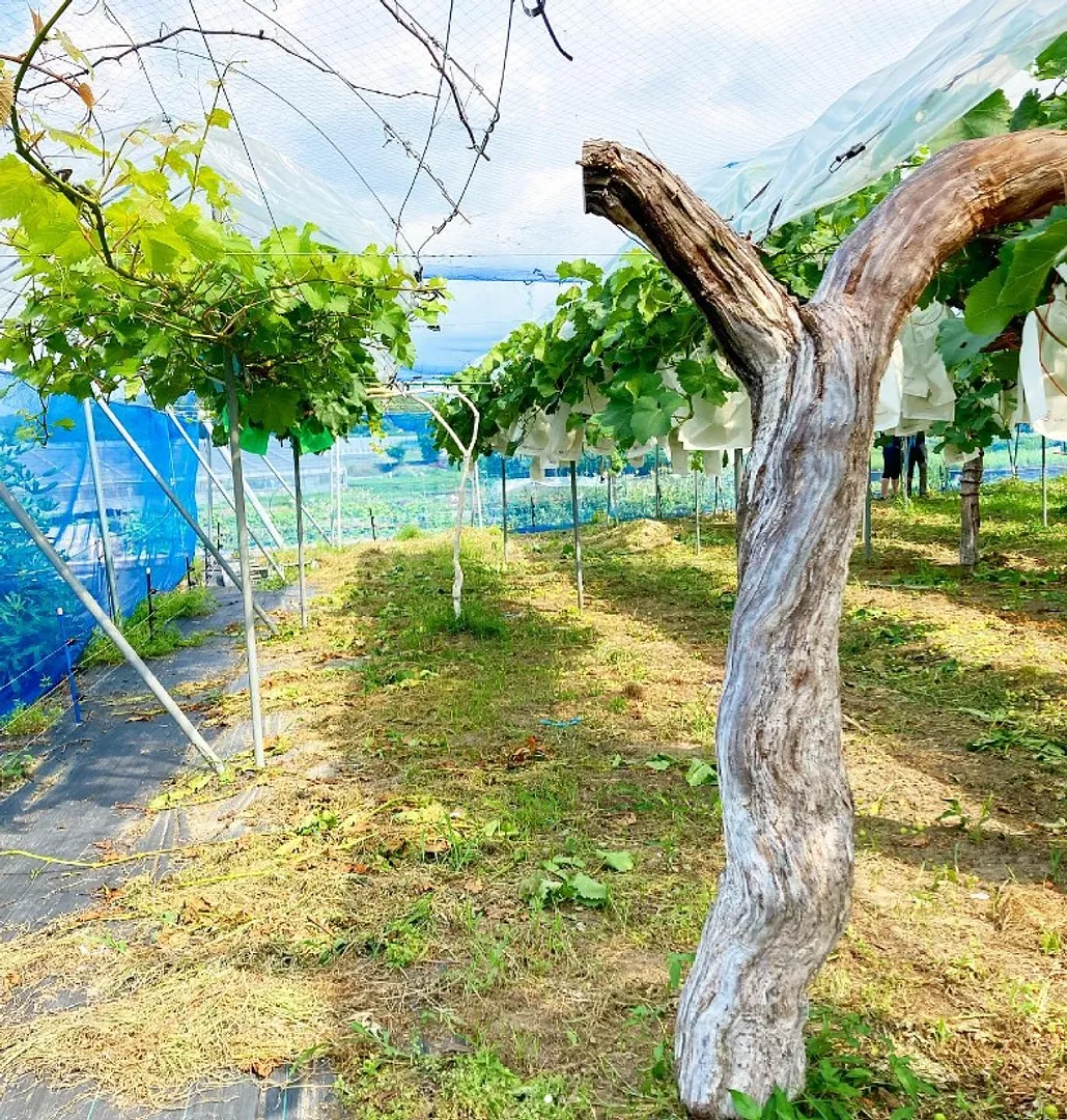 ひたむきな姿勢が道を拓く あさつゆ愛のぶどう園 脇田勝之_04