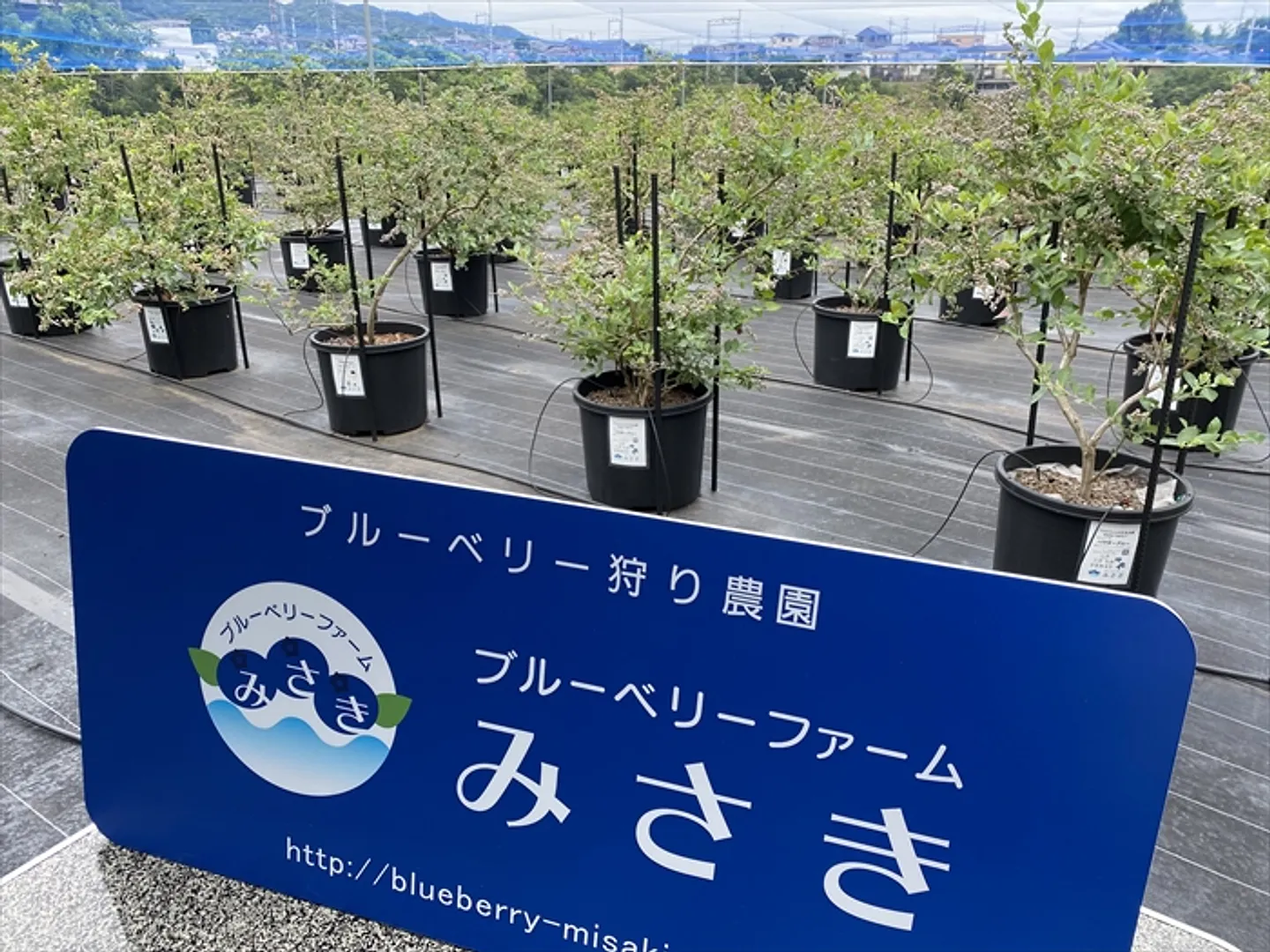 ブルーベリーを岬町のシンボルフルーツに ブルーベリーファームみさき 成子年男_04