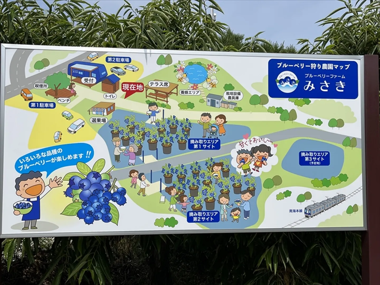 ブルーベリーを岬町のシンボルフルーツに ブルーベリーファームみさき 成子年男_06