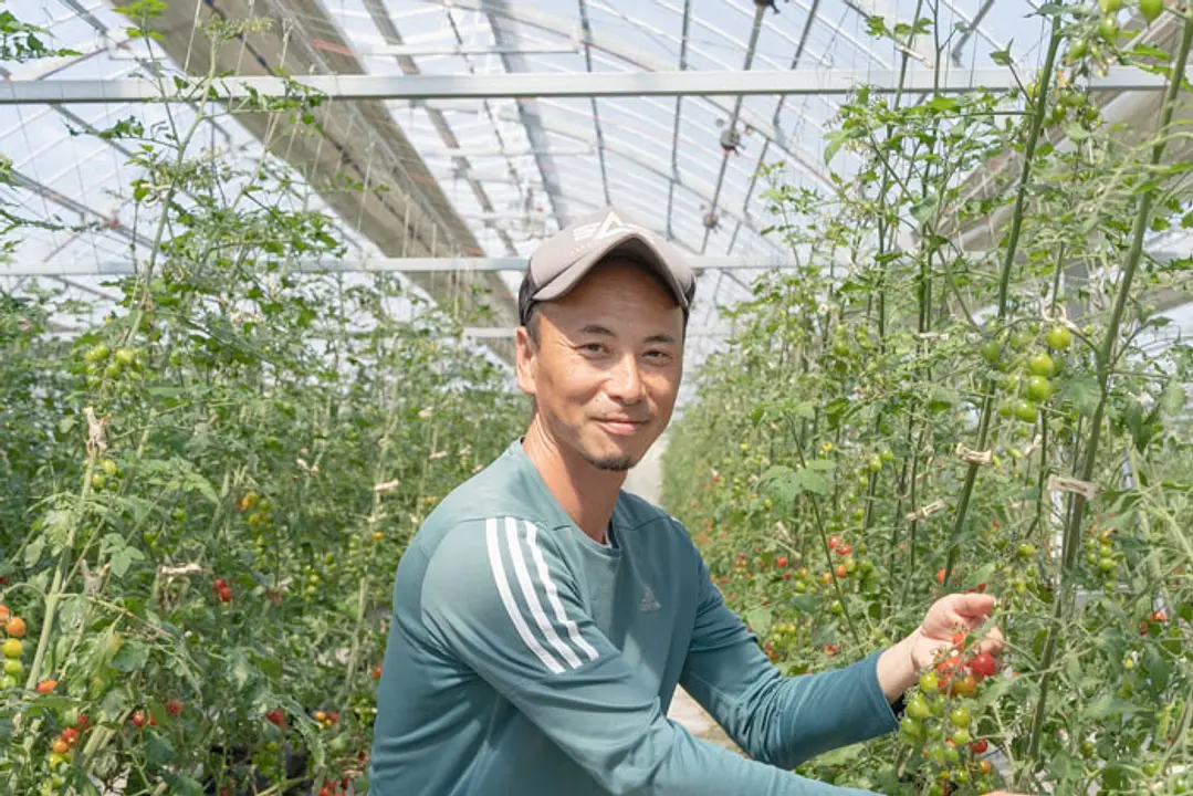 大阪唯一のミニトマト狩り キノシタファーム 木下健司_01