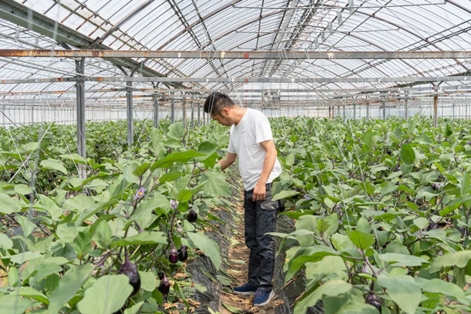 挑戦し続ける水なす農家 草竹農園 草竹茂樹_08