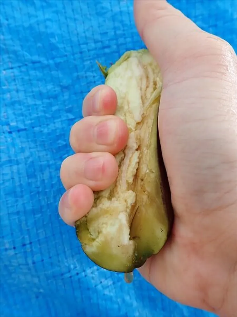 改めて、水ナスってどんなナス？_03