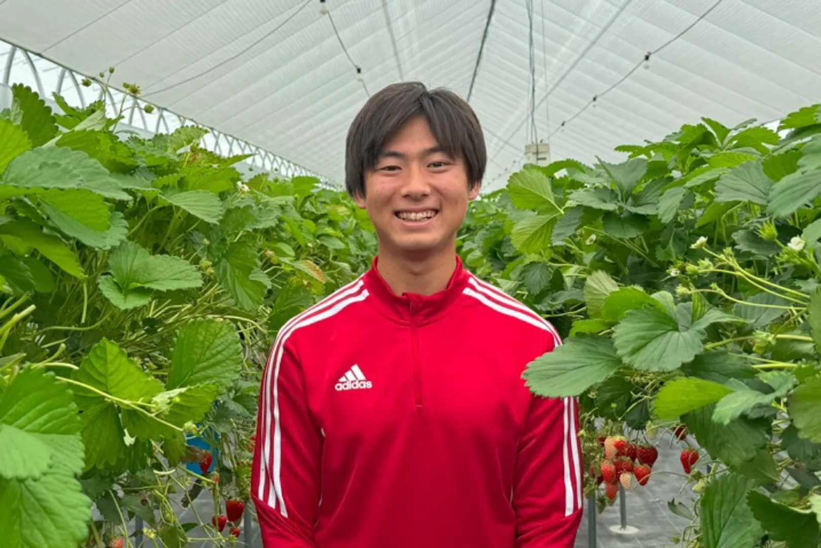 大学時代に起業、いちご農家 Ichigo Lab Izumisano 加茂嵩人_01