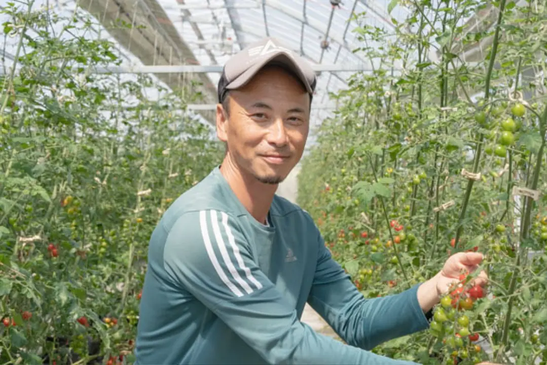 大阪唯一のミニトマト狩り キノシタファーム 木下健司_01