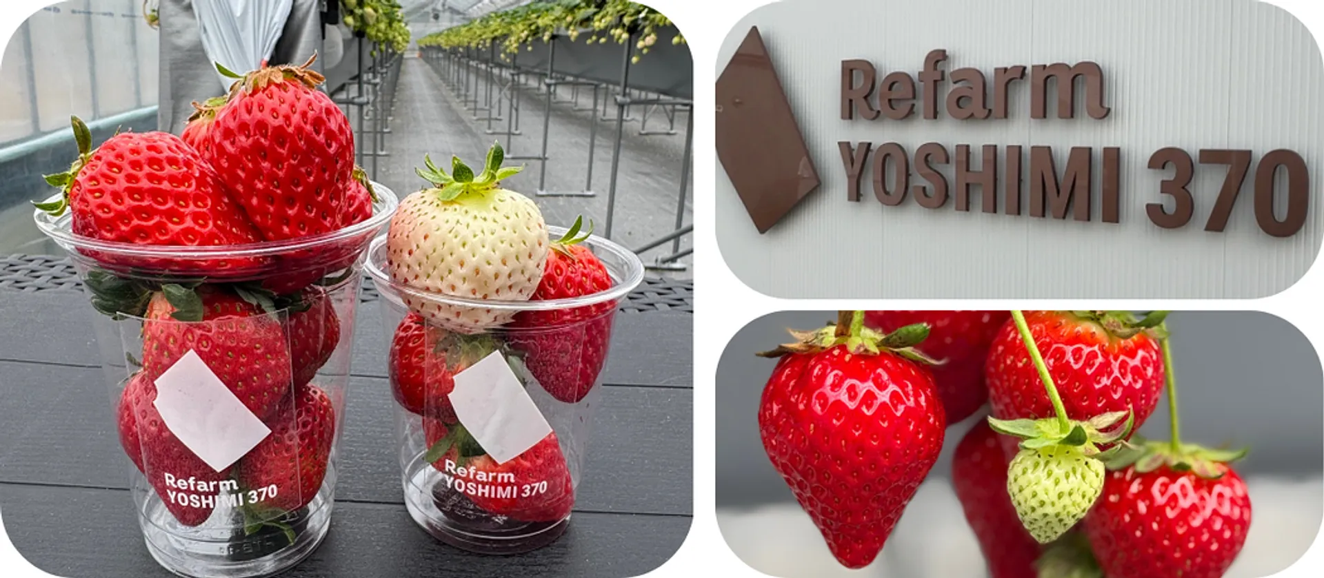 Refarm YOSHIMI
