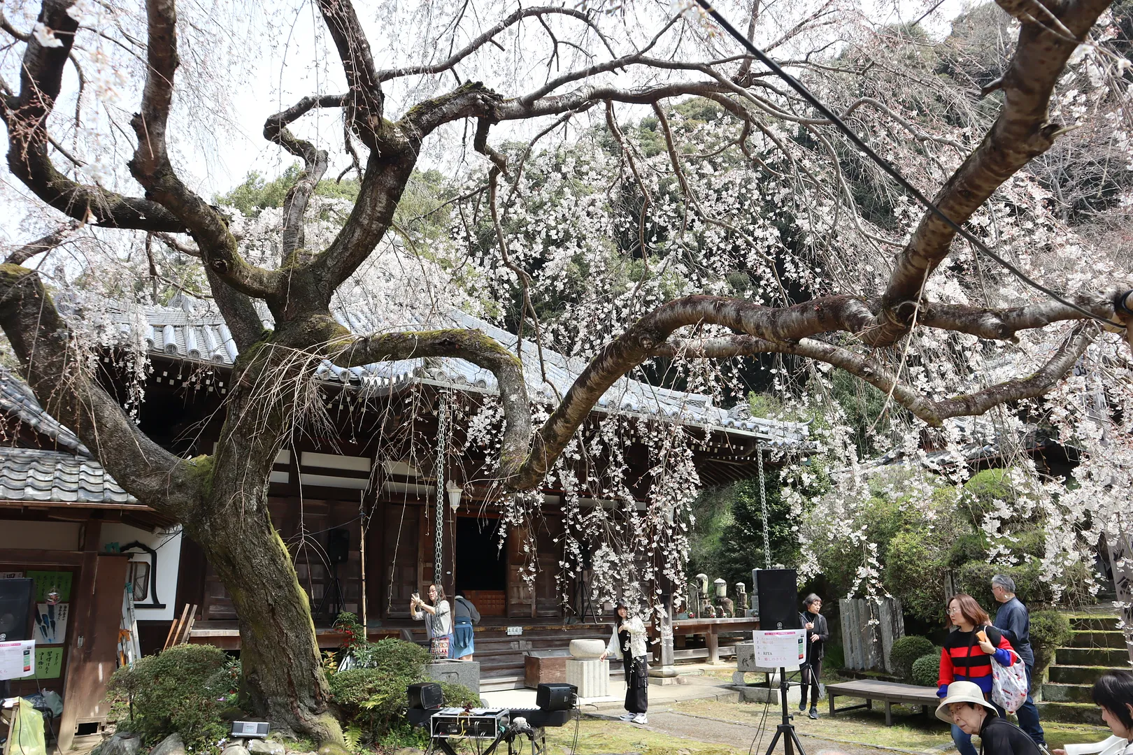 8地福寺桜.JPG