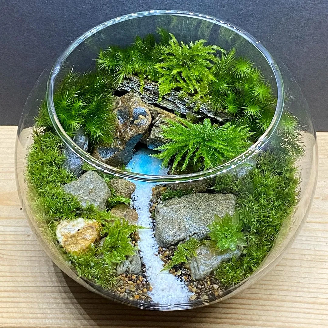 苔テラリウム