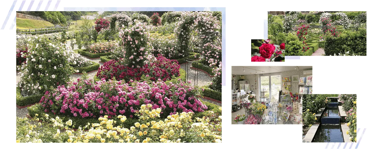 デビッド・オースチン・イングリッシュローズ・ガーデン