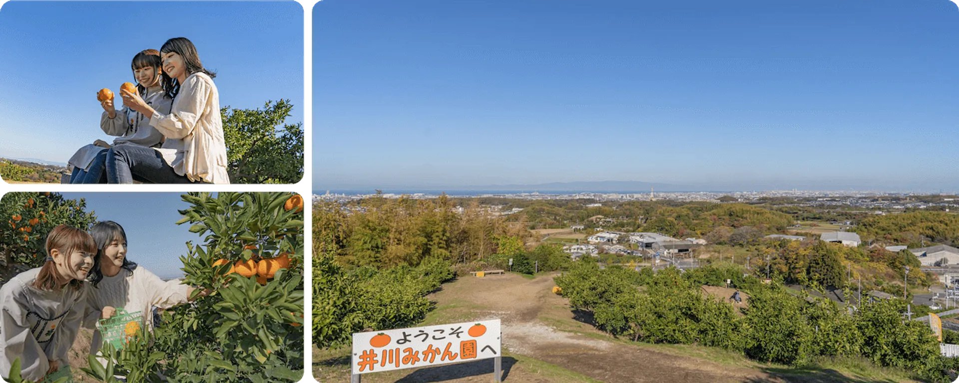 井川みかん園01