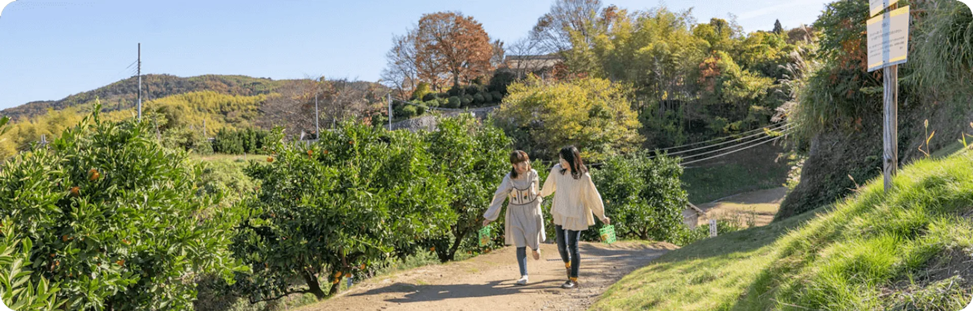 井川みかん園02