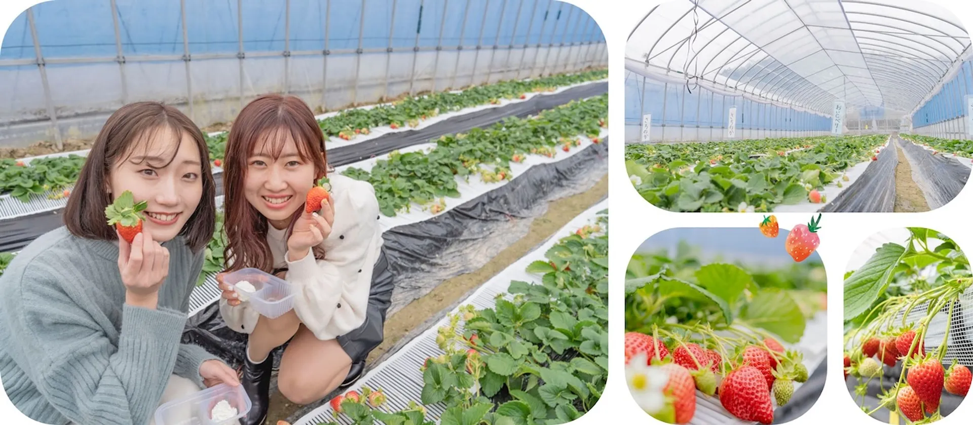 いちごの里 ストロベリーファーム