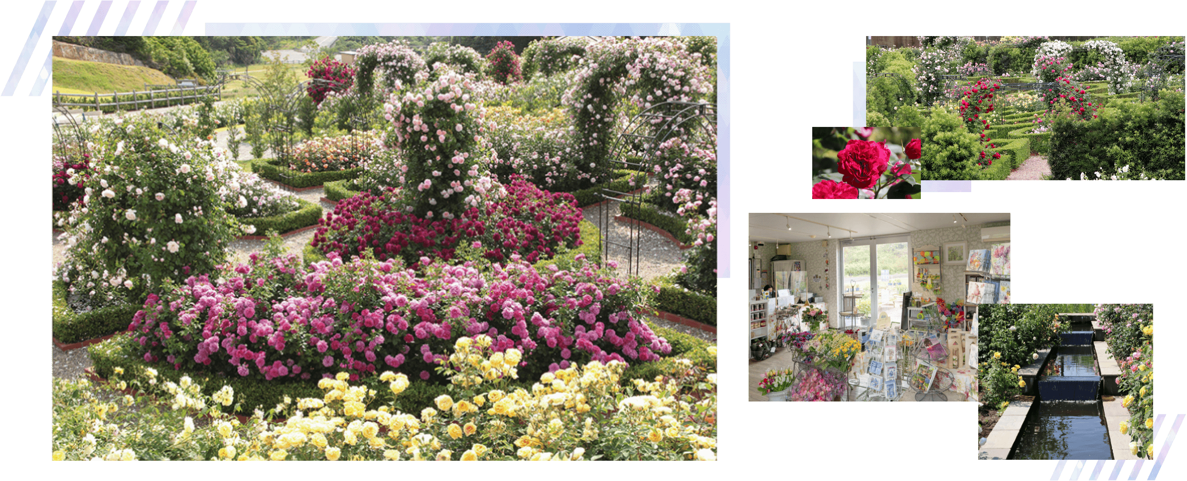 David Austin’s English Rose Garden at Sennan City Hanasaki Farm