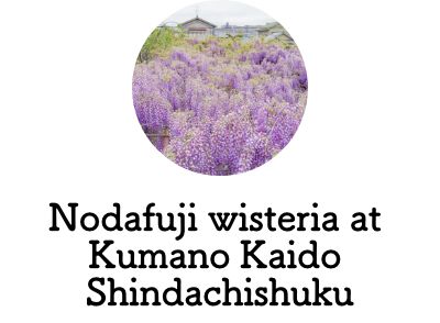 Nodafuji wisteria at Shindachishuku