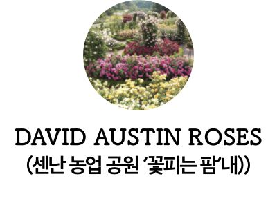 David Austin English Roses Garden(센난 농업 공원 ‘꽃피는 팜’내)