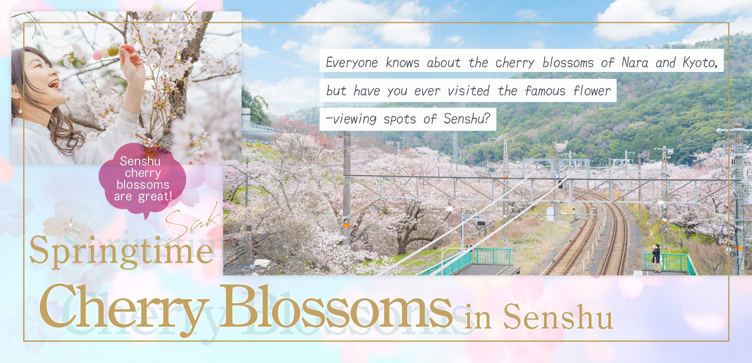 Springtime Cherry Blossoms in Senshu