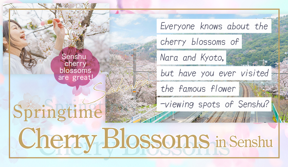 Springtime Cherry Blossoms in Senshu